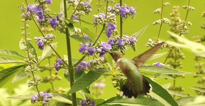 Vitex agnus-castus es uno de los mejores tratamientos para el síndrome pre-menstrual (SPM)